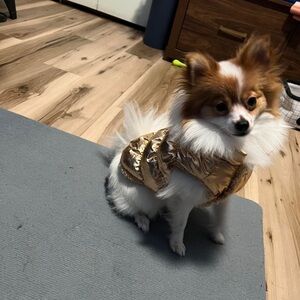 Brand new gold puffer dog jacket – Size Medium 💛🐶